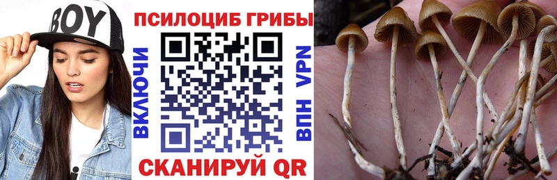 Псилоцибиновые грибы Psilocybine cubensis  закладки  Поворино 